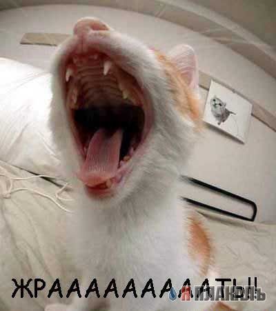 Коты, кошки, котята