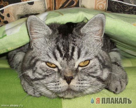 Кошки и Собаки - большая подборка