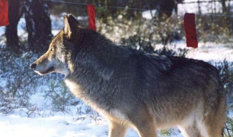 Видео побега Каcьянова в Нижнем Новгороде