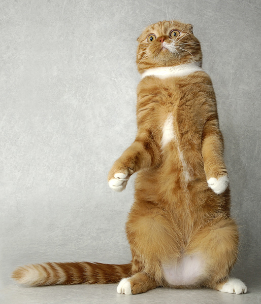 Коты, кошки, котята