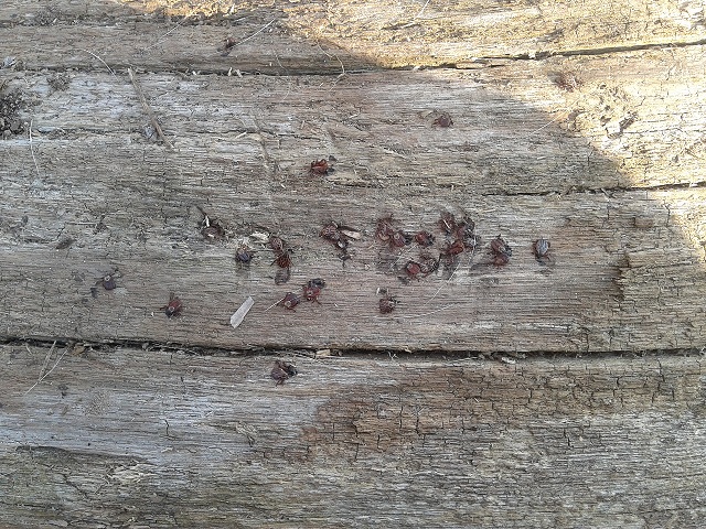 Открытие весенней охоты!