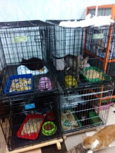 Приют для бездомных животных "Убежище"