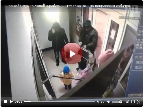 Мужчина отбился от напавшего питбуля чемоданом