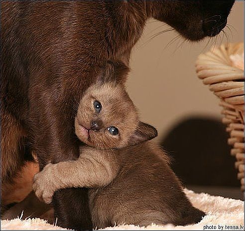 Коты из сети