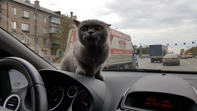Коты из сети
