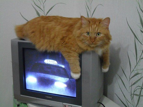 Коты из сети