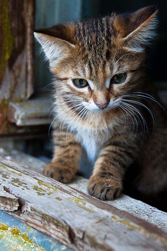Коты из сети