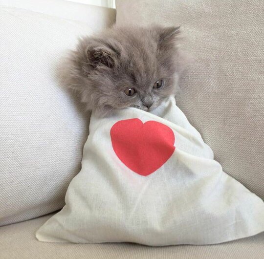 Коты и Кошки