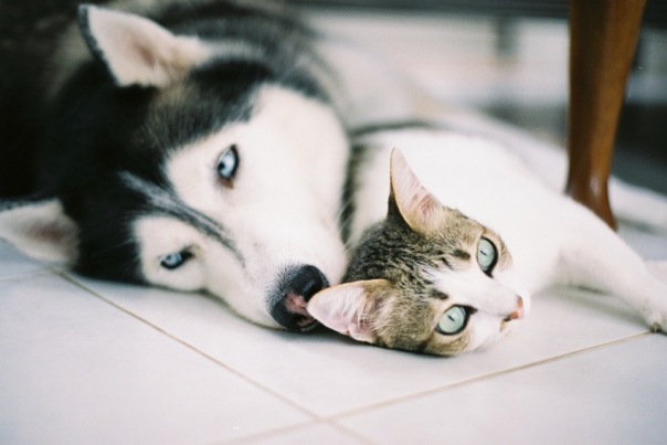 Коты и Кошки