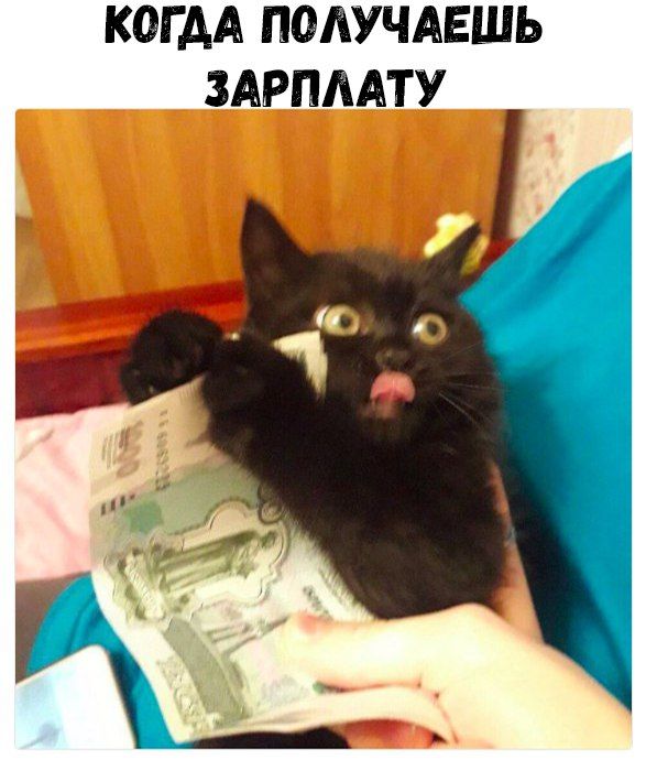 Коты и Кошки