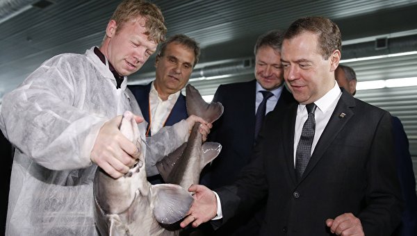Медведев о рыбохозяйственном комплексе в России: он на подъеме