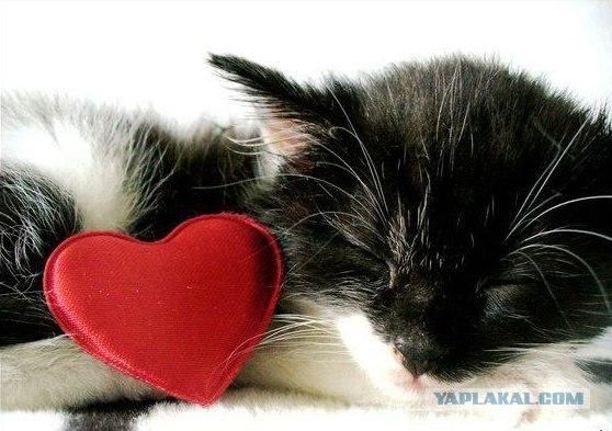 Котовторник  на  ЯПлакалъ