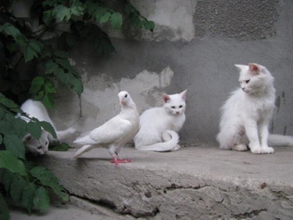Белая компания