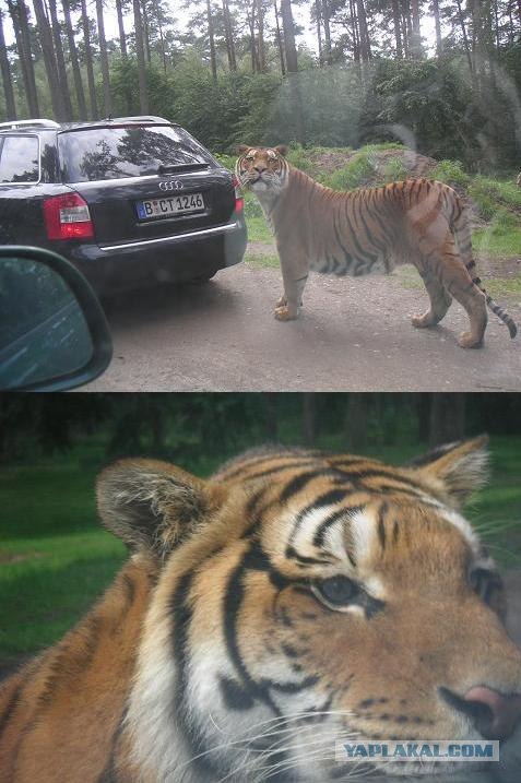 В сафари-зоопарке очень умные тигры (5 фото)