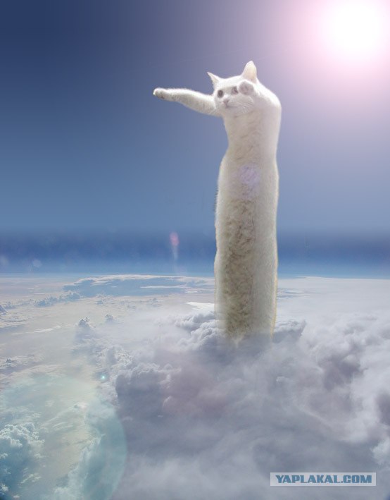 Длина кота