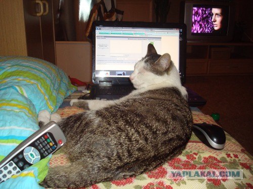 Котовторник (14.02.2012)