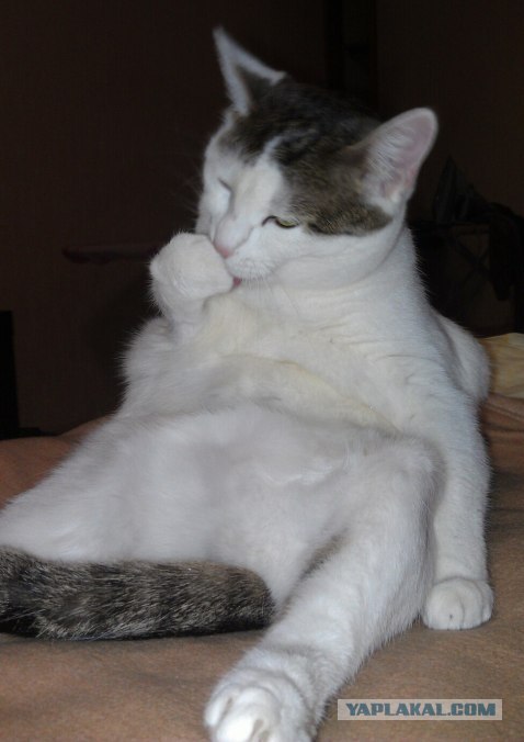 Котовторник 22.05.2012