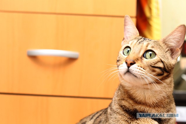 Котовторник 10. 07. 2012
