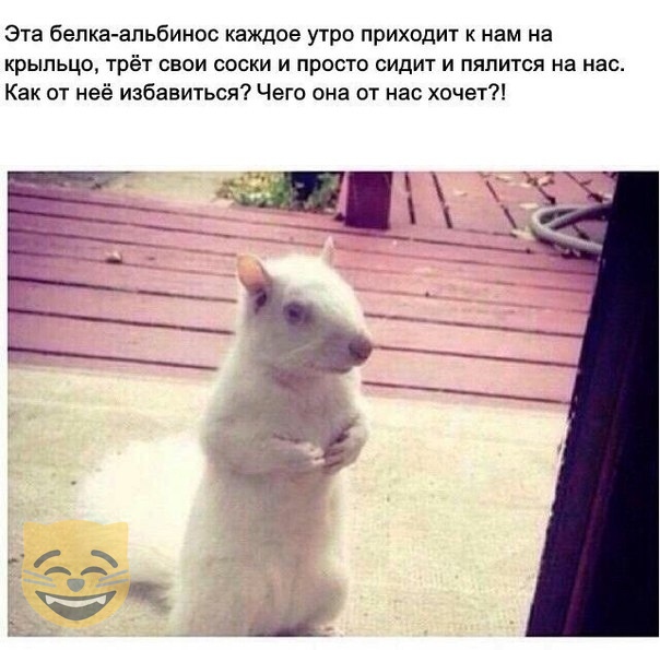 Забавные шутки, картинки и фразы из этих ваших интернетов
