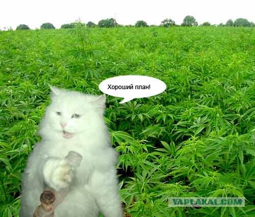 Отжабте моего кота