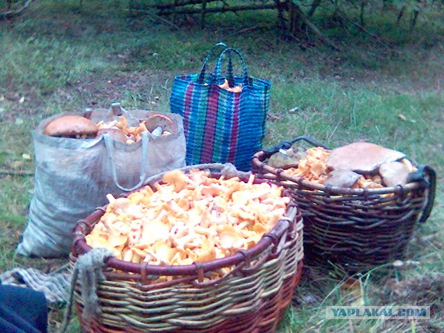 Как я ждал это время!