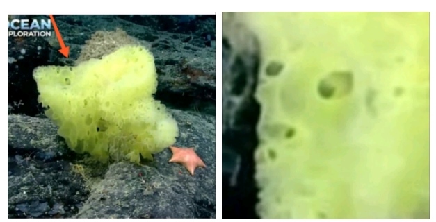Океанологи обнаружили «настоящих» Губку Боба и Патрика возле рифа в Атлантике
