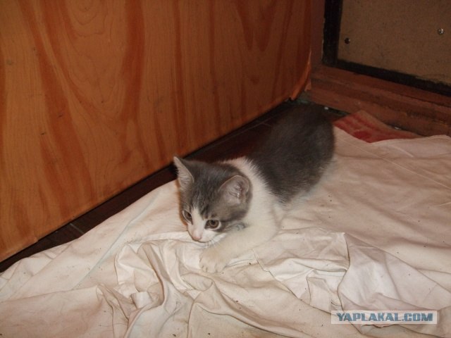 раздаю котят, налетай!