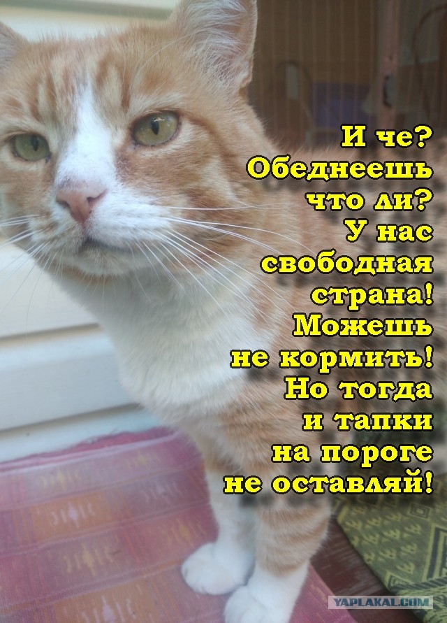 Соседский кот на даче постоянно приходит и наглеет , хотя там его кормят