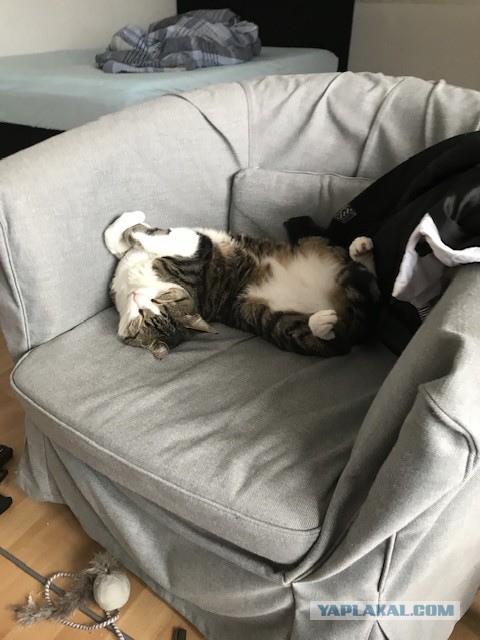 Котовторник. Моему мультяшке 1 год