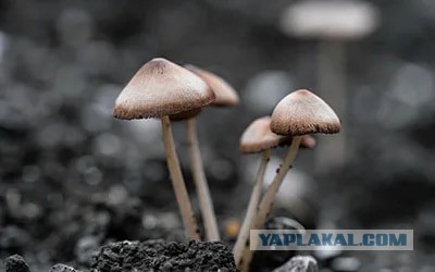 После смерти мозг получает доступ к «новым измерениям реальности»
