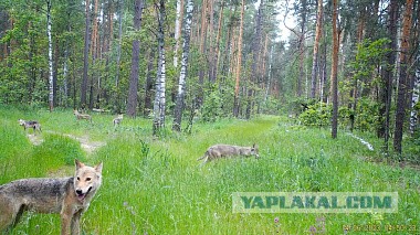 Окский заповедник показал снимки волков и рыси с фотоловушек