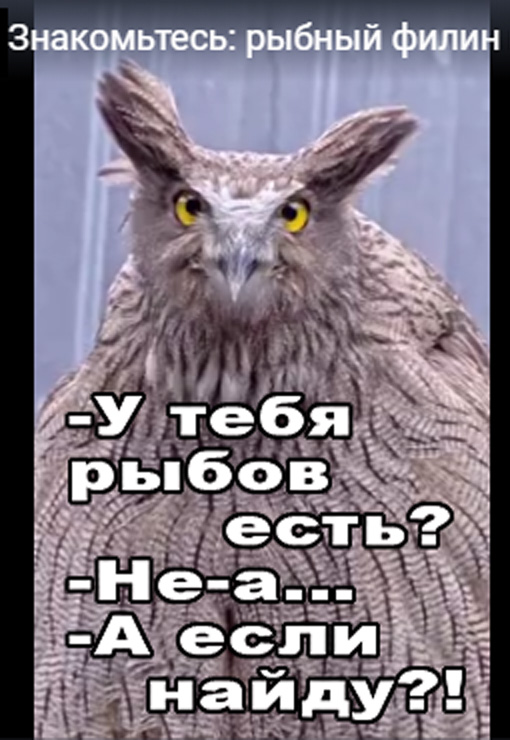 Знакомьтесь: рыбный филин из Московского зоопарка.