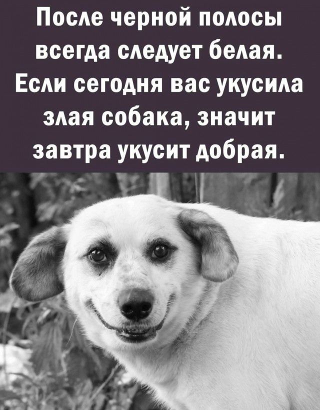 Инструкция для тех кого укусила собака (личный опыт)