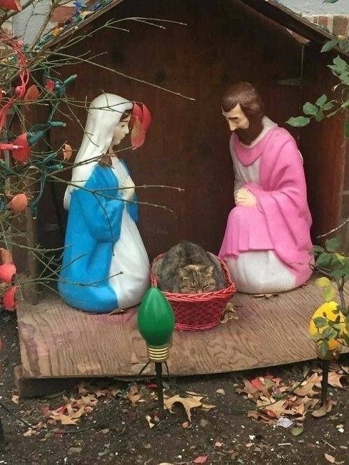 Кошки на развалинах города Помпеи