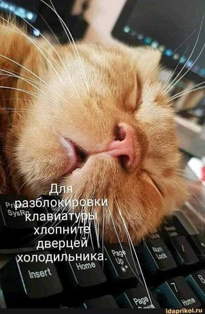 Котэ, совэ и все-все-все