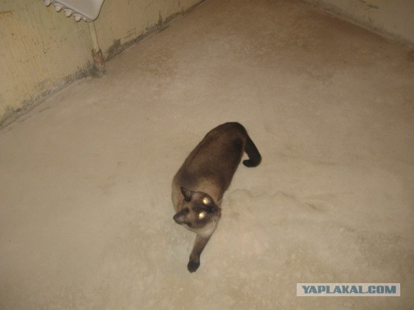 Очередная тема про ремонт своими силами