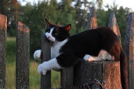 Многие поймут