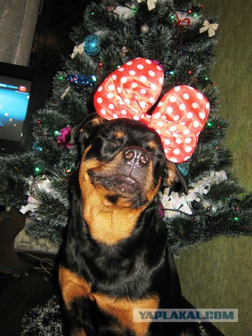 Собакочетверг на 02.01.2014