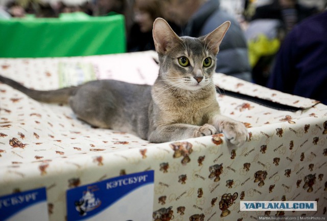 Международная выставка кошек Кэтсбург 2014
