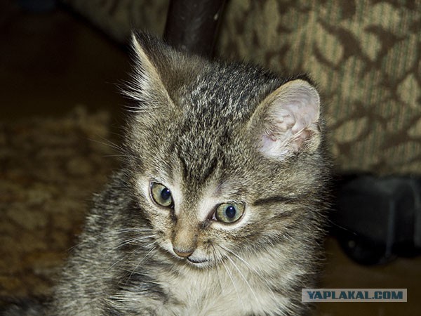 Завидую своему коту