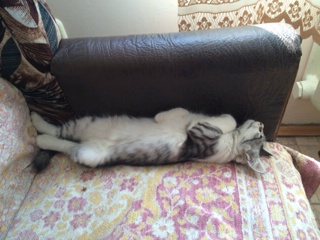 Котовторник 01.07.2014