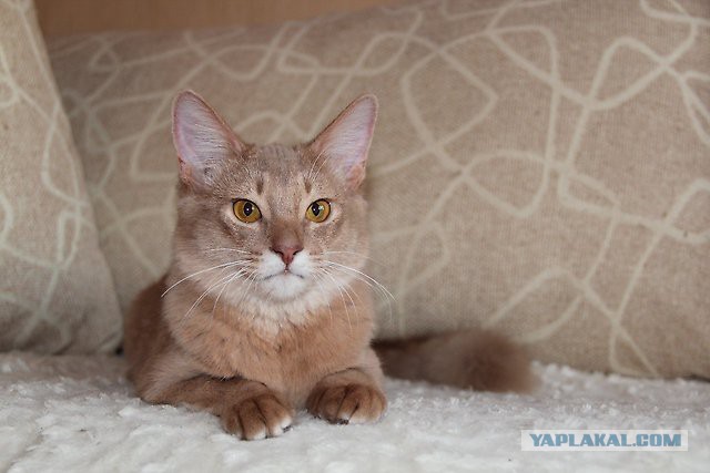 Котенок абиссина