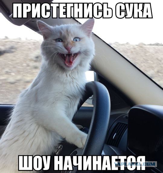 Поломанные коты