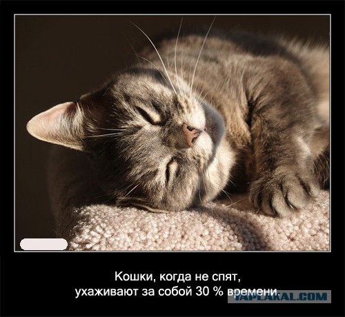 Интересные факты о разном