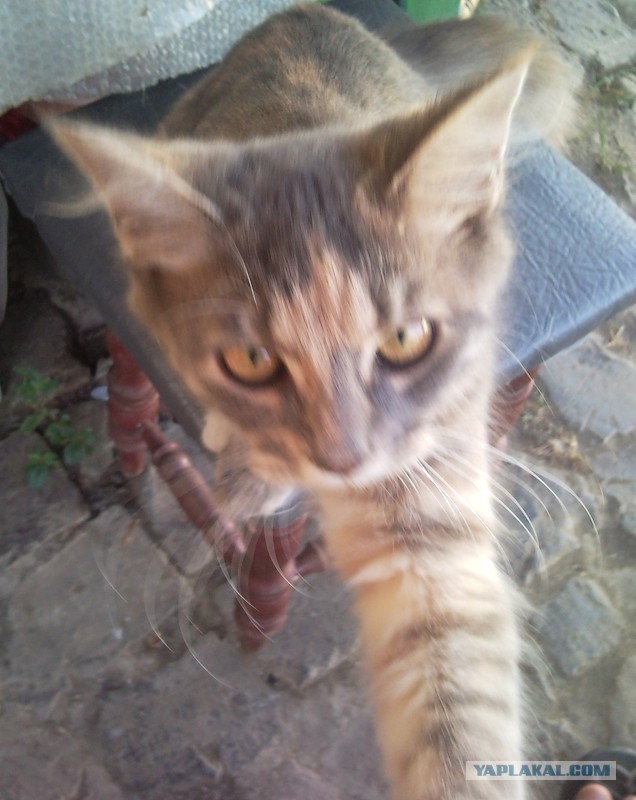 Котовторник 29-09-2015,