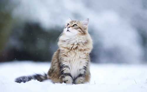 Новогодний котовторник,05.01.16.