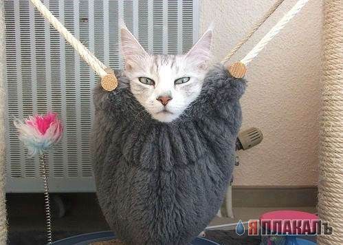 Коты, кошки, котята