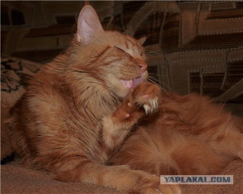 Мейн-куны  настолько  суровы...