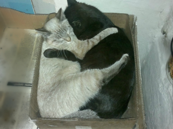 Котовторник  01.03.2016