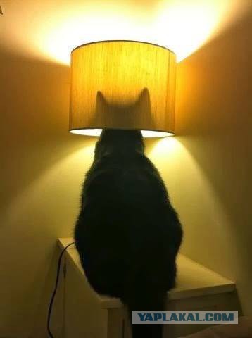 Купил коту вкусняшку в Пятерочке